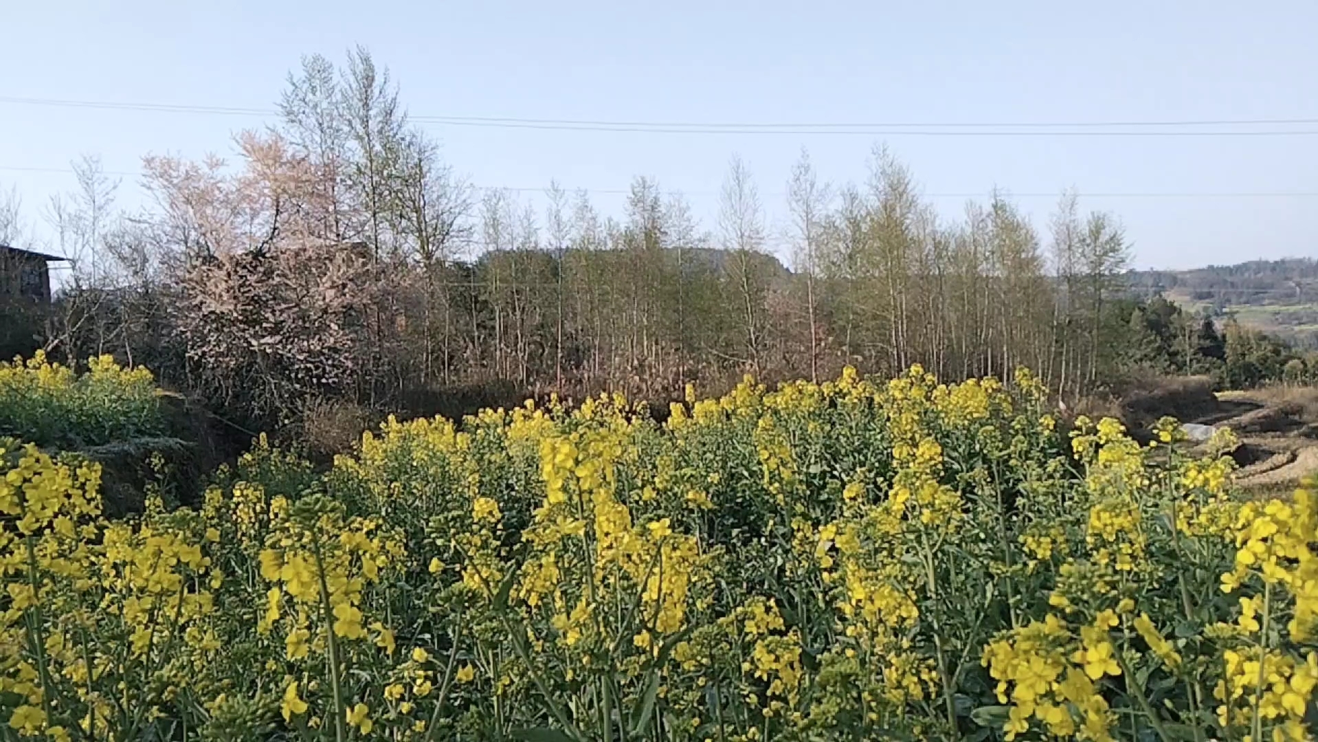农村家乡风景