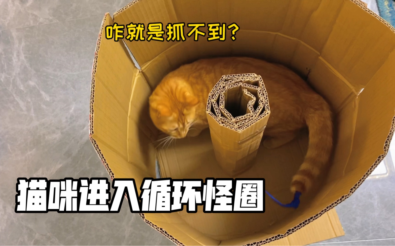 自制猫咪减肥玩具,猫:我好像进入了奇怪的地方…哔哩哔哩bilibili