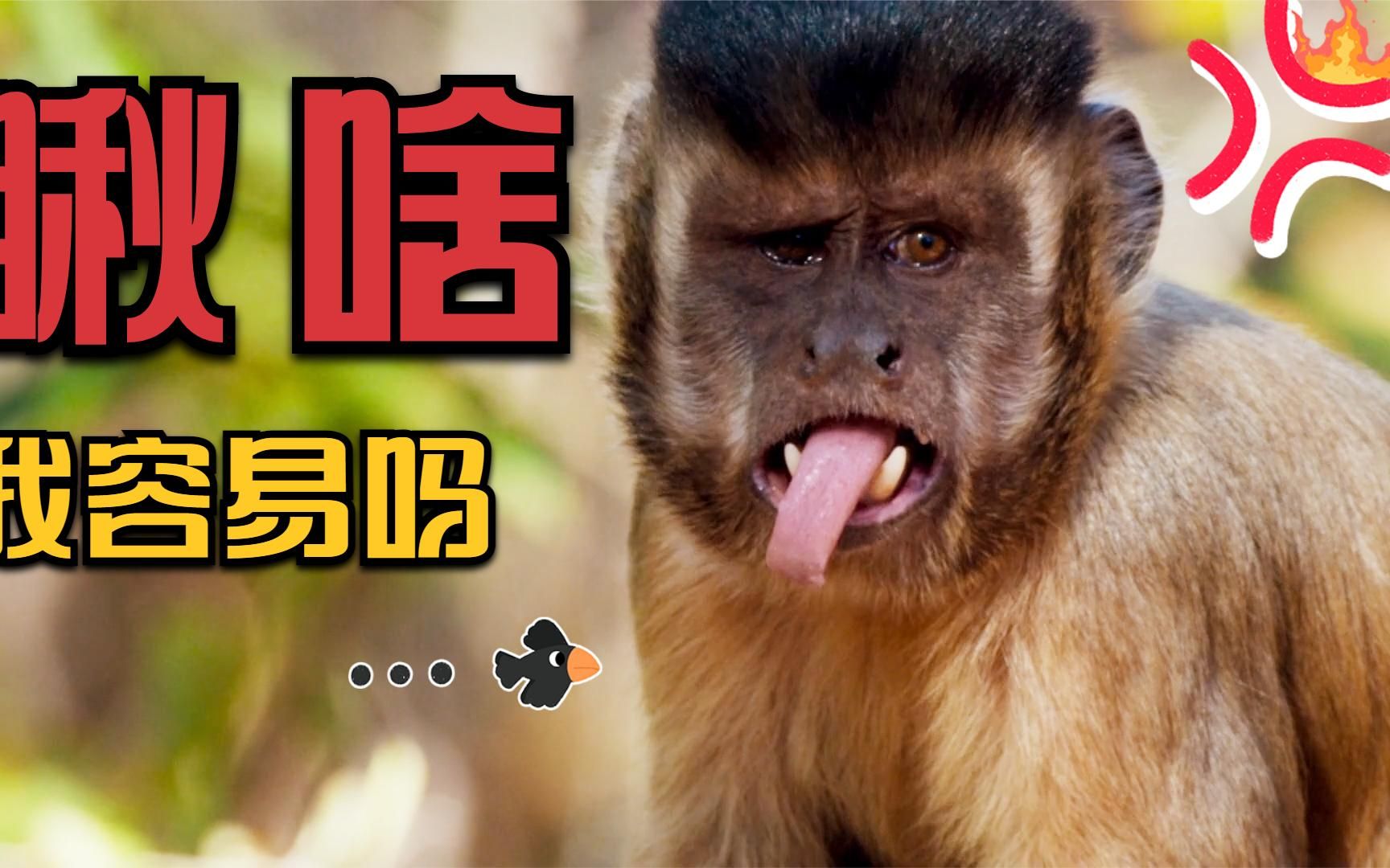 满脸胡须的傻猴,只为了吃1个核桃,足足花费3年时间,纪录片