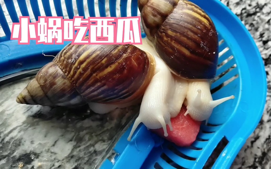 活动  【白玉蜗牛】小蜗吃西瓜,胃口不错