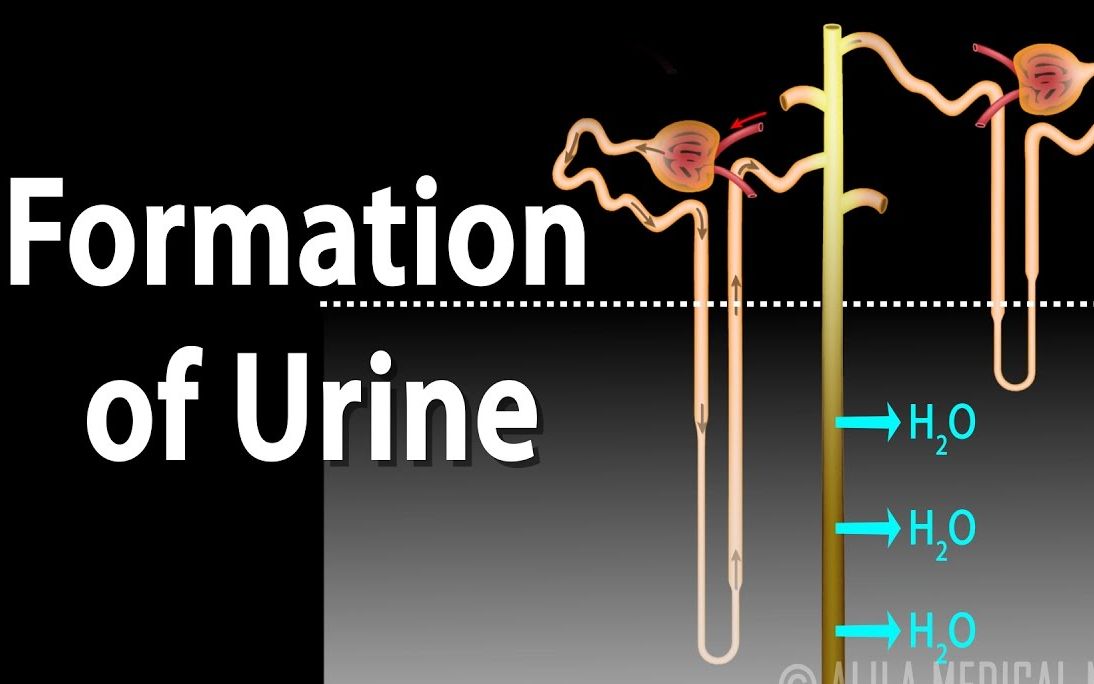 [图]（中英）肾脏生理学：动画演示尿液的形成过程