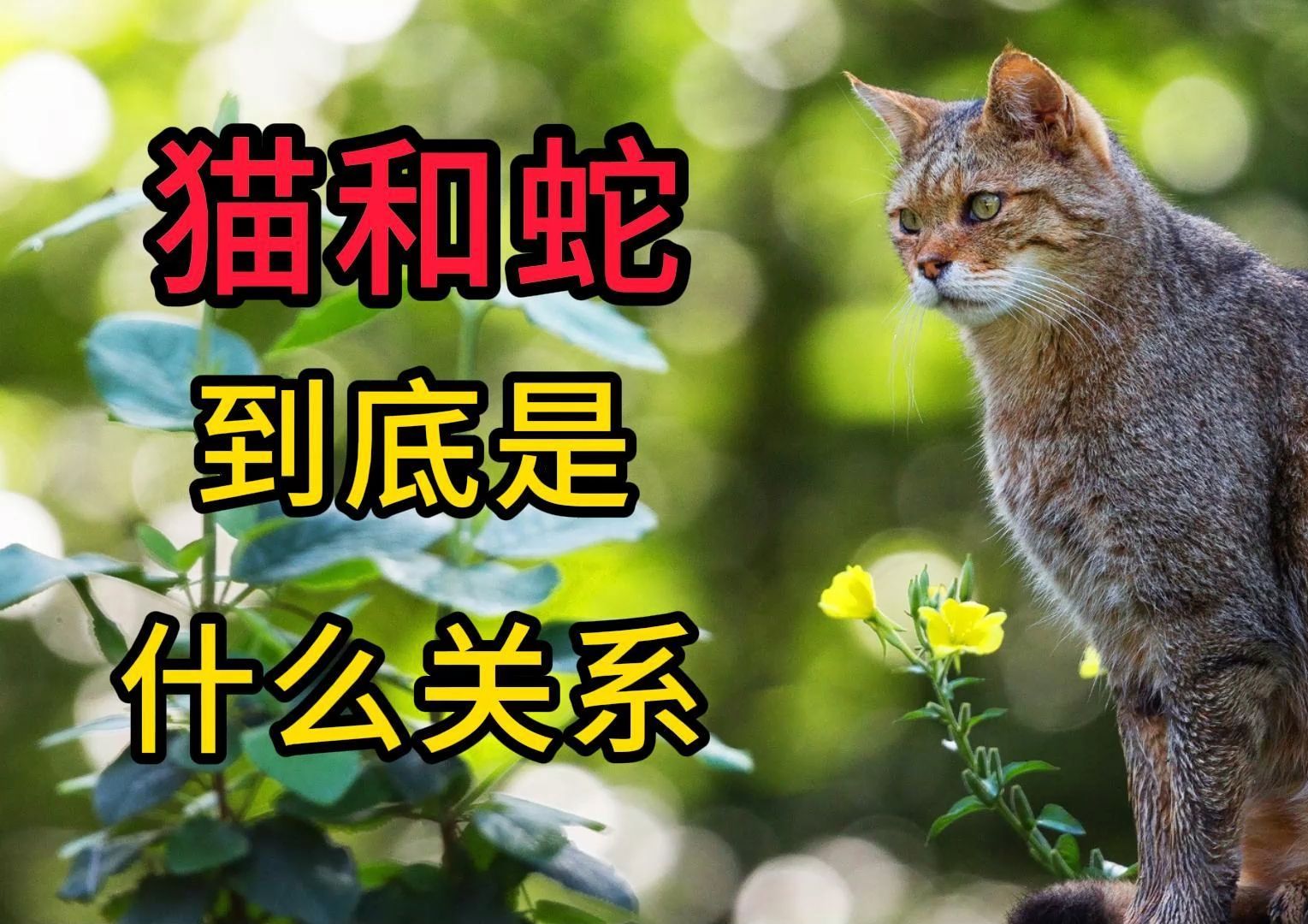 猫和蛇到底是什么关系