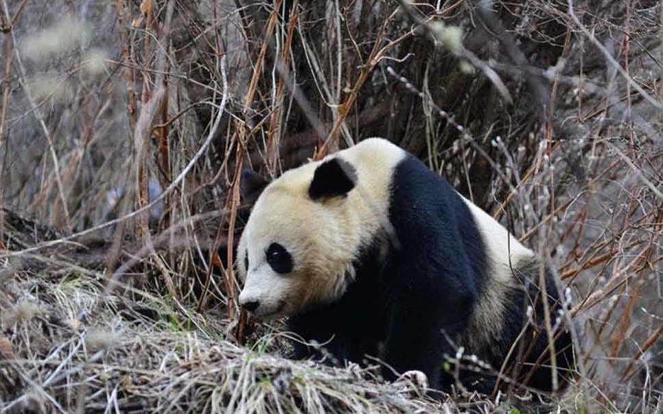 熊猫列传:第8集_纪录片_bilibili_哔哩哔哩