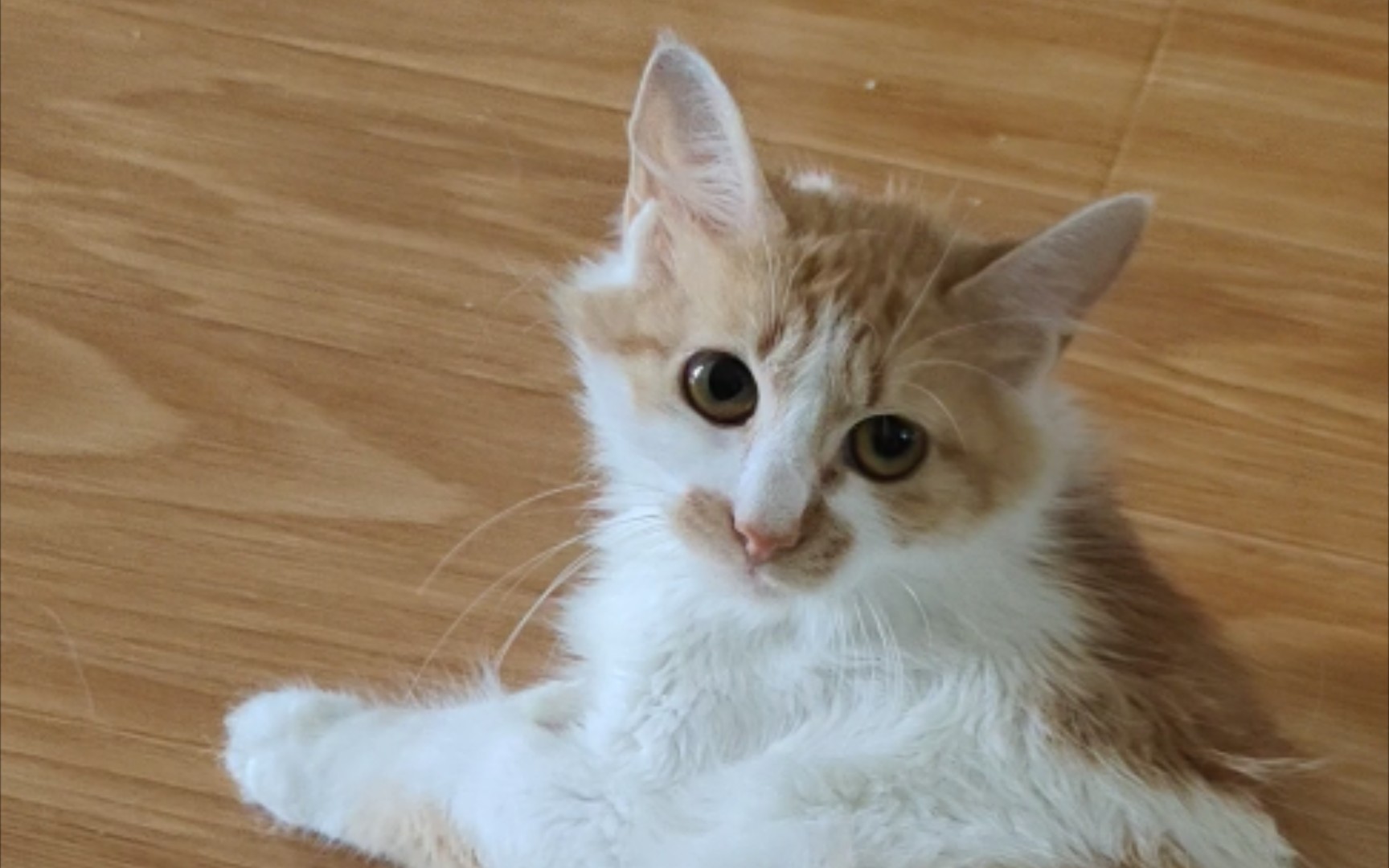 你一定是外星猫-奶糖猫日常