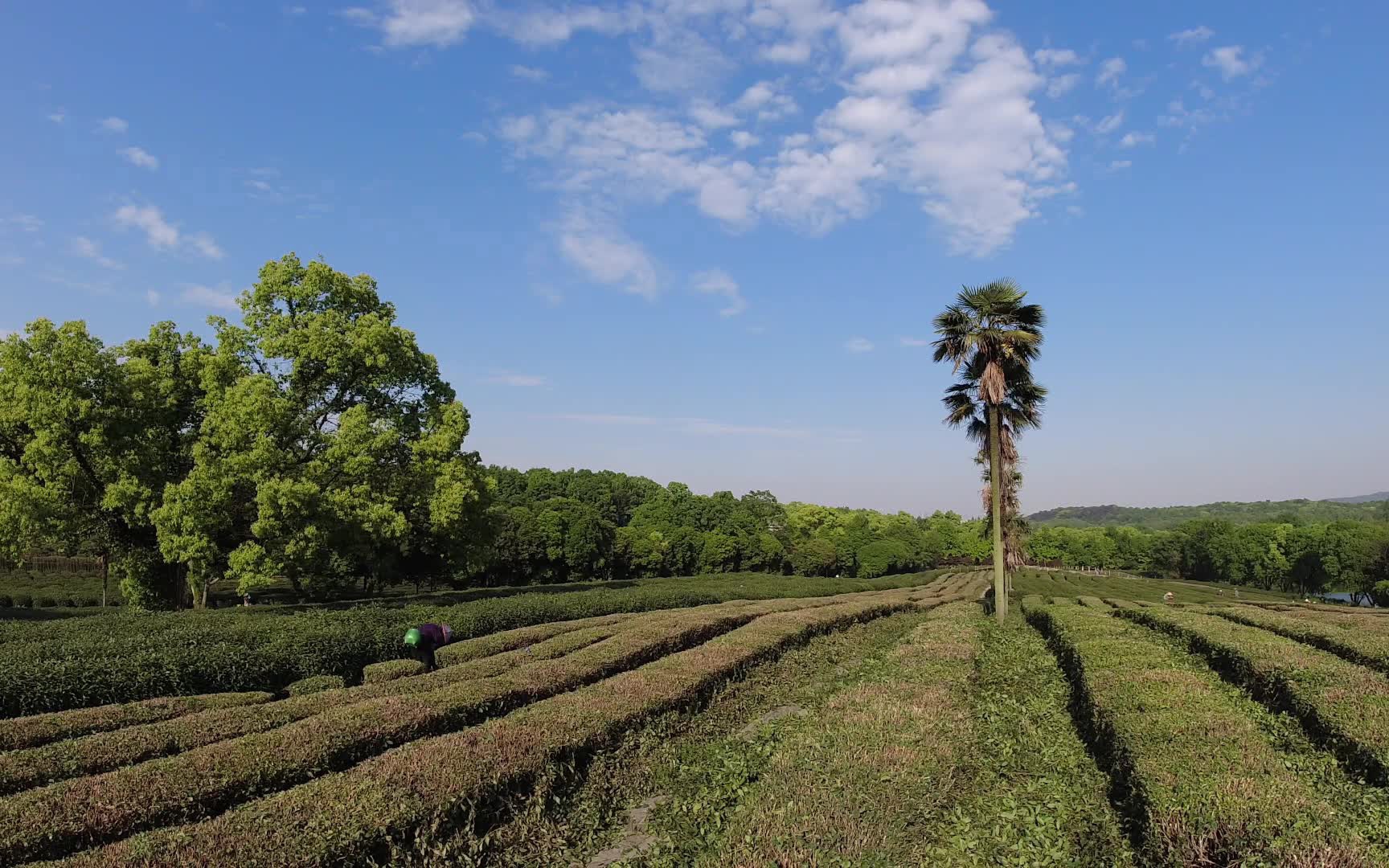 20杭州茅家埠龙井茶园_哔哩哔哩 (゜-゜)つロ 干杯~-bilibili