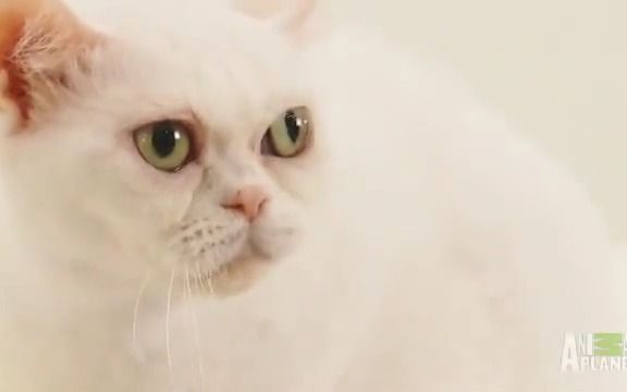 【美国硬毛猫】关于美国硬毛猫的一些小知识!哔哩哔哩bilibili