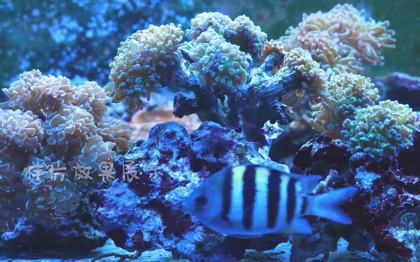 f510 2K画质超唯美海底世界海洋水族馆珊瑚礁金鱼海鱼游动童话世界六一儿童节幼儿园歌舞晚会表演大屏幕舞台LED背景视频素材哔哩哔哩bilibili