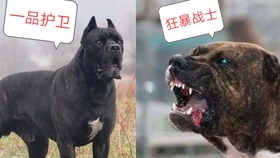 卡斯罗犬和加纳利犬的对比 狂暴战士和一品护卫哪个更好 哔哩哔哩 つロ干杯 Bilibili