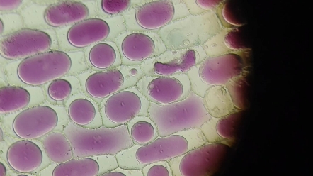 质壁分离复原实验成功啦_哔哩哔哩_bilibili