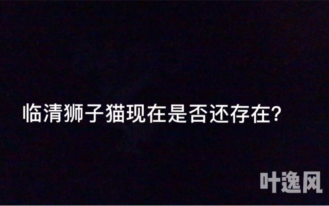 临清狮子猫现在是否还存在?北方的狮子猫到底是什么猫?本期视频给你答案.本期视频涉嫌北方不良商家的利益可能会被投诉下架,请赶紧点赞分享,且看...