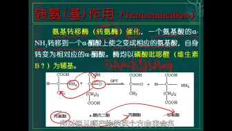 自己看懂报告单！转氨基作用、氨基转移酶和肝功能的关系 复旦大学|生物与医药考研