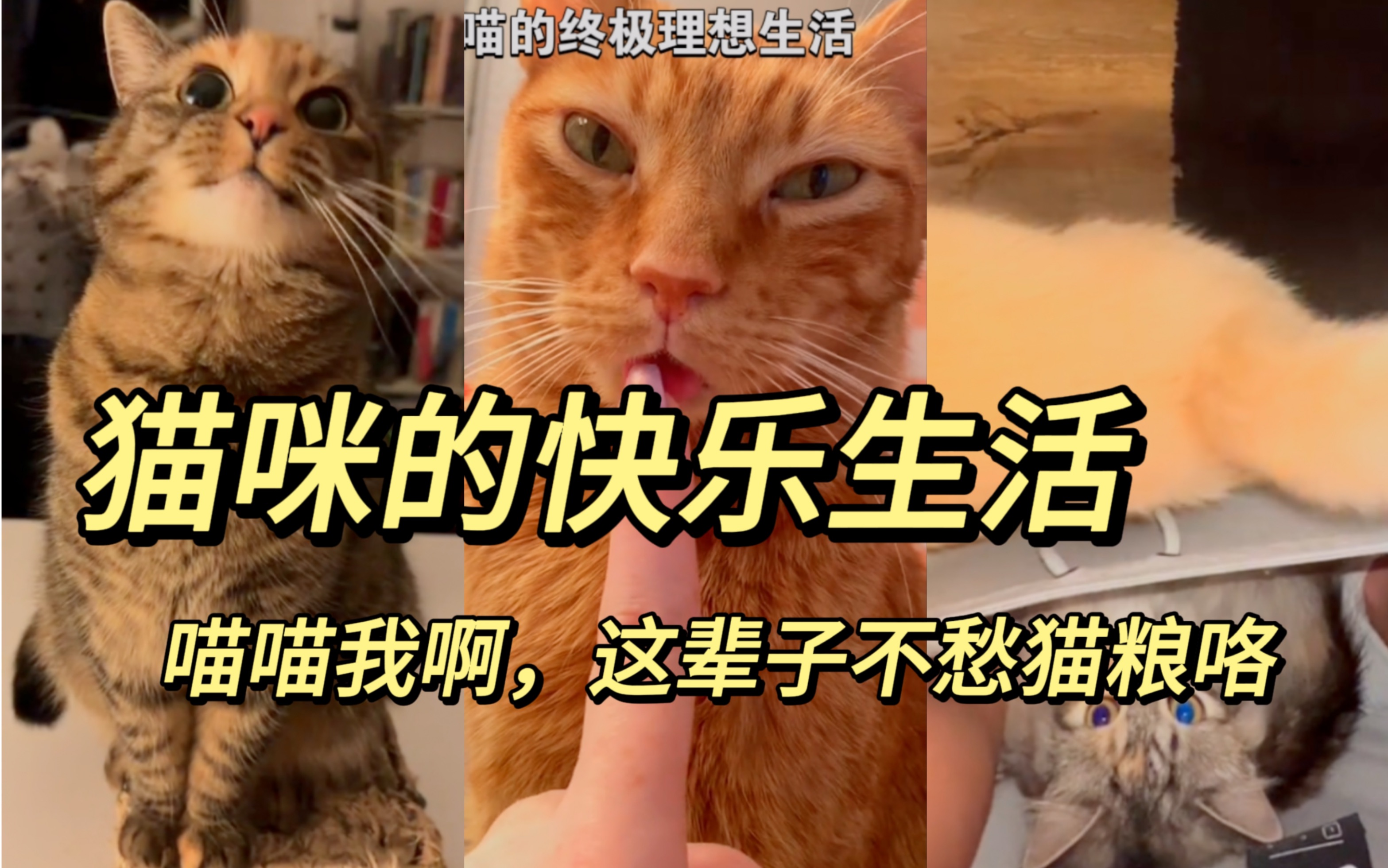 “眼睛圆溜溜,声音甜滋滋”,“猜一动物?”哔哩哔哩bilibili