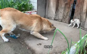 喂了几天野猫，突然间我心酸了