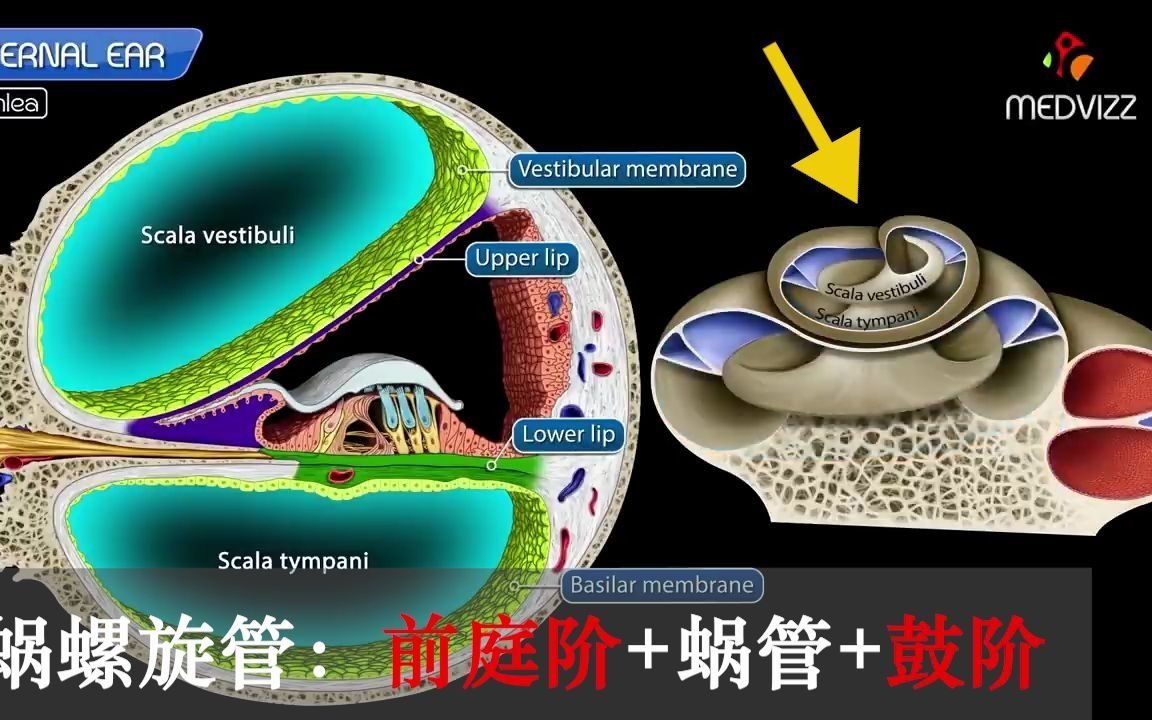 [图]【人解三分钟】耳蜗是什么蜗1：看看内耳骨迷路中的半规管前庭耳蜗...