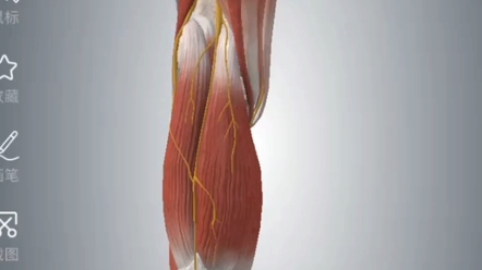 小腿后侧的腓肠肌出现损伤会造成什么症状?