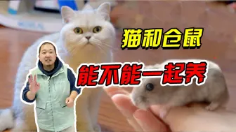 Descargar video: 猫和仓鼠能不能一起养