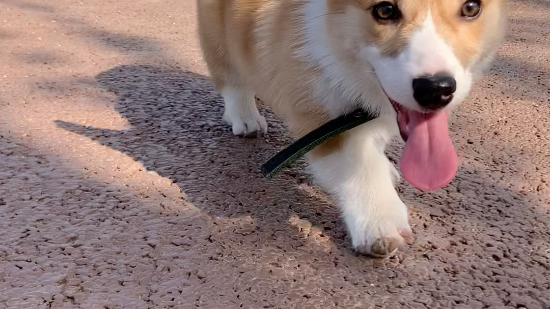 小虎笑起来也就比我好看一点点_哔哩哔哩 (゜-゜)つロ 干杯~-bilibili