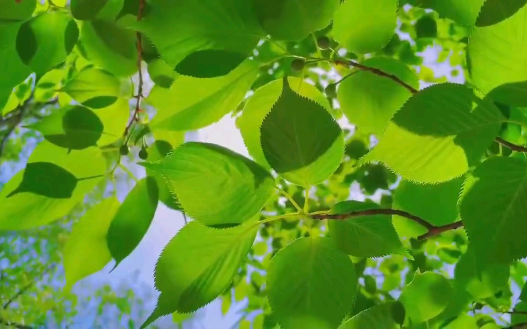 四月尾声里春天的浪漫,也是五月来临时初夏的温柔在阳光斑驳的树影间