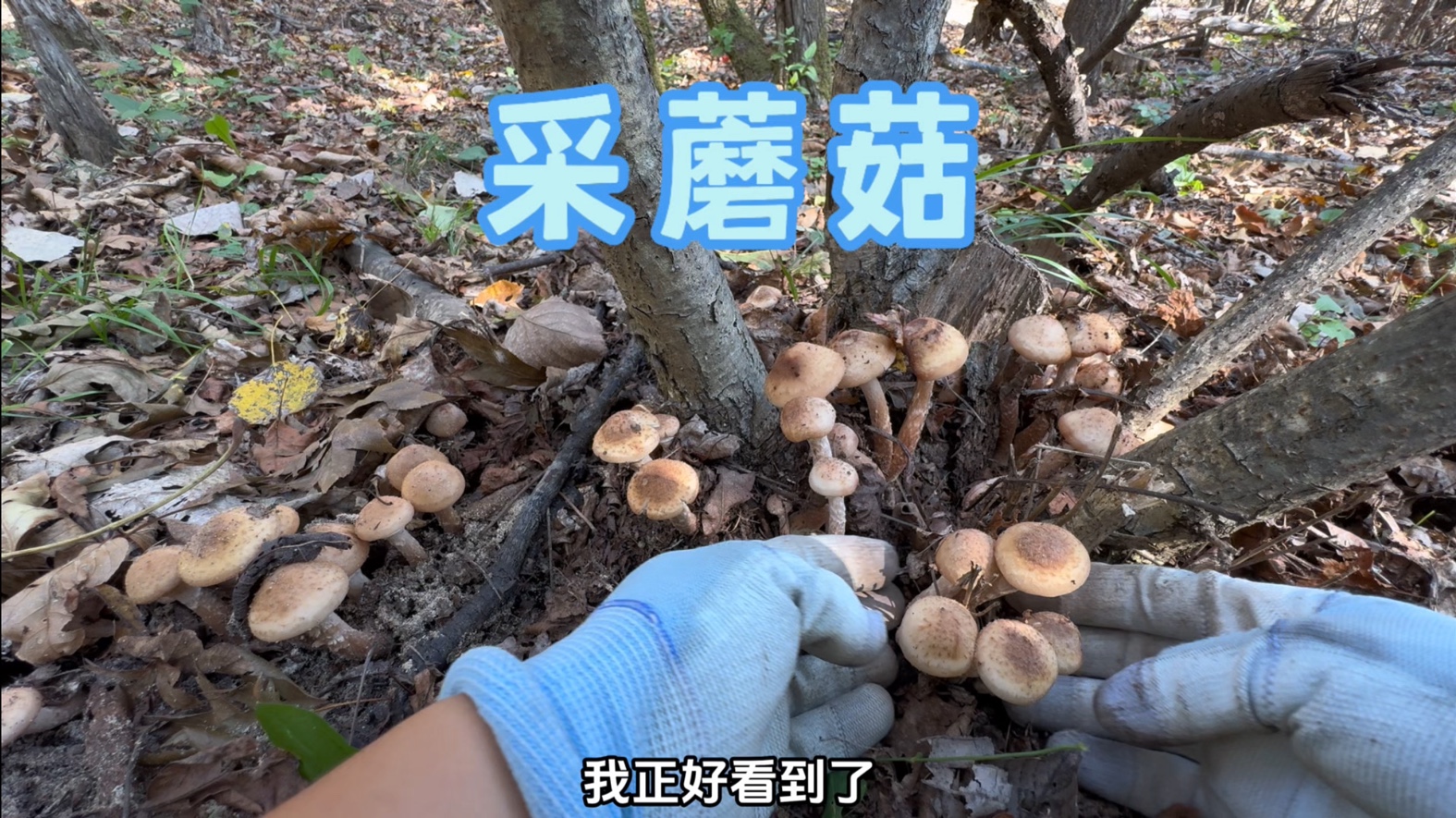 靠山吃山靠水吃水,东北农村,人们光采蘑菇卖就能收入1万来块钱!哔哩哔哩bilibili