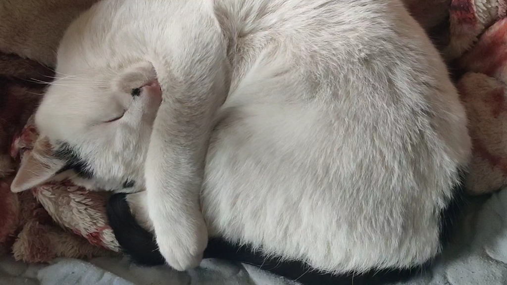 猫咪各种睡姿,抱着美腿睡觉,盘起来的样子好治愈,睡的好舒服 ,超喜欢