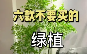 Download Video: 你们不知道的，适合客厅提升氛围感的六款绿植