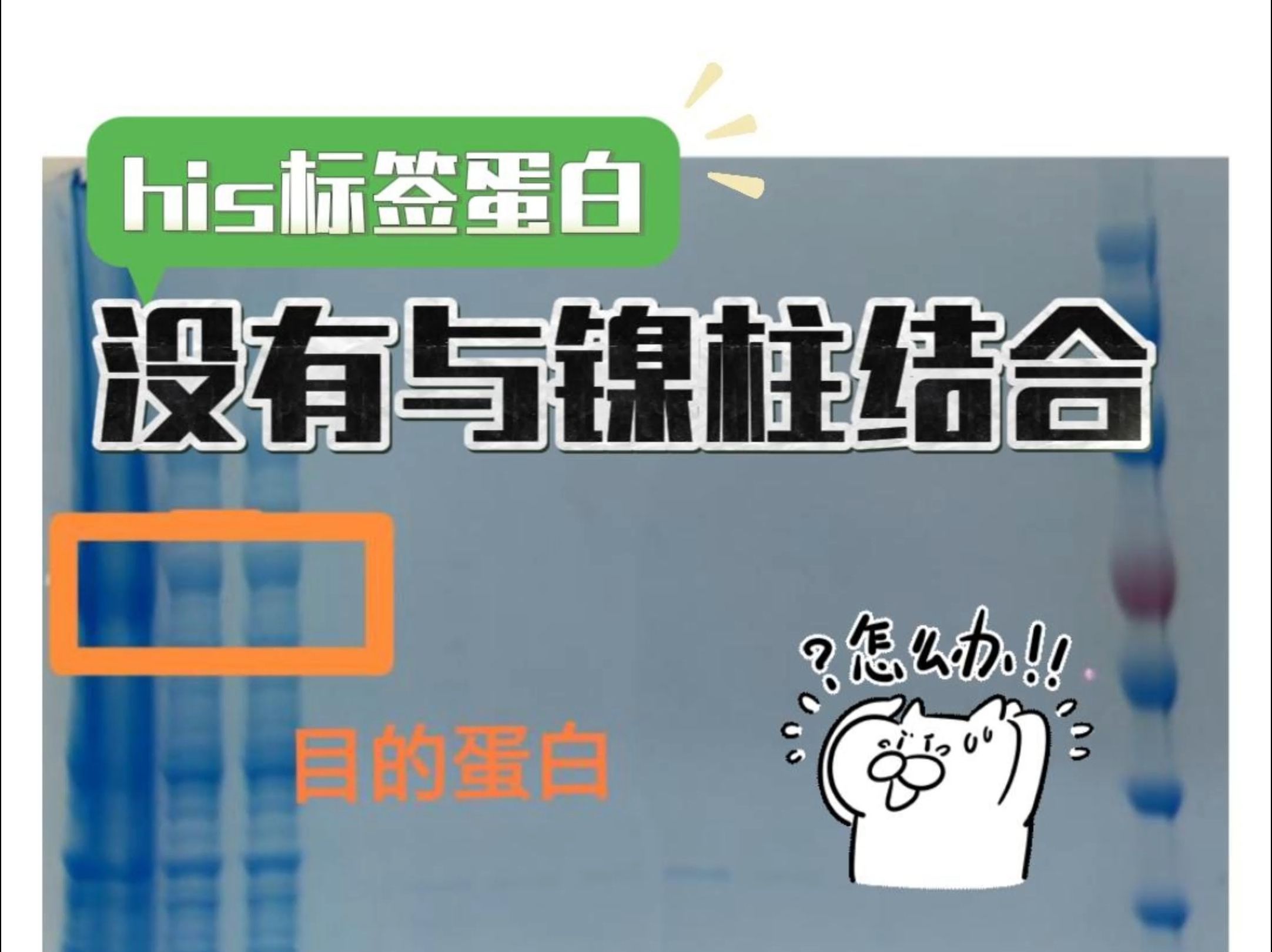 his标签蛋白没与镍柱结合怎么办!?哔哩哔哩bilibili