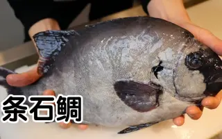 条石鲷 搜索结果 哔哩哔哩 Bilibili