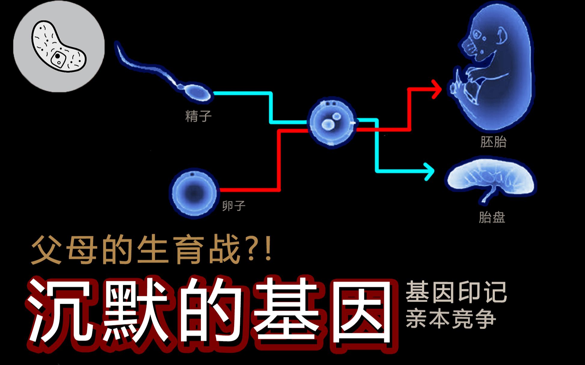 【基因印记】基因为何沉默?父母的生育冲突?竟是一场激烈的利益博弈?【灰细胞】哔哩哔哩bilibili