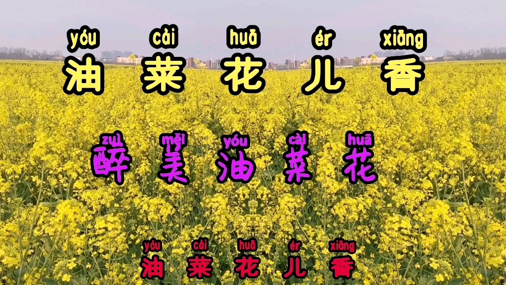 [图]油菜花儿香，油菜花儿美，醉美油菜花，让人流连忘返