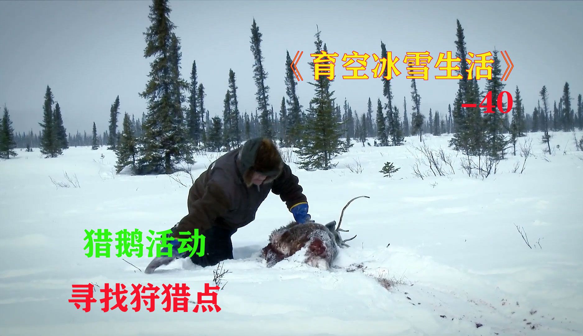 育空冰雪生活40:猎鹅季节的到来,寻找最佳狩猎点