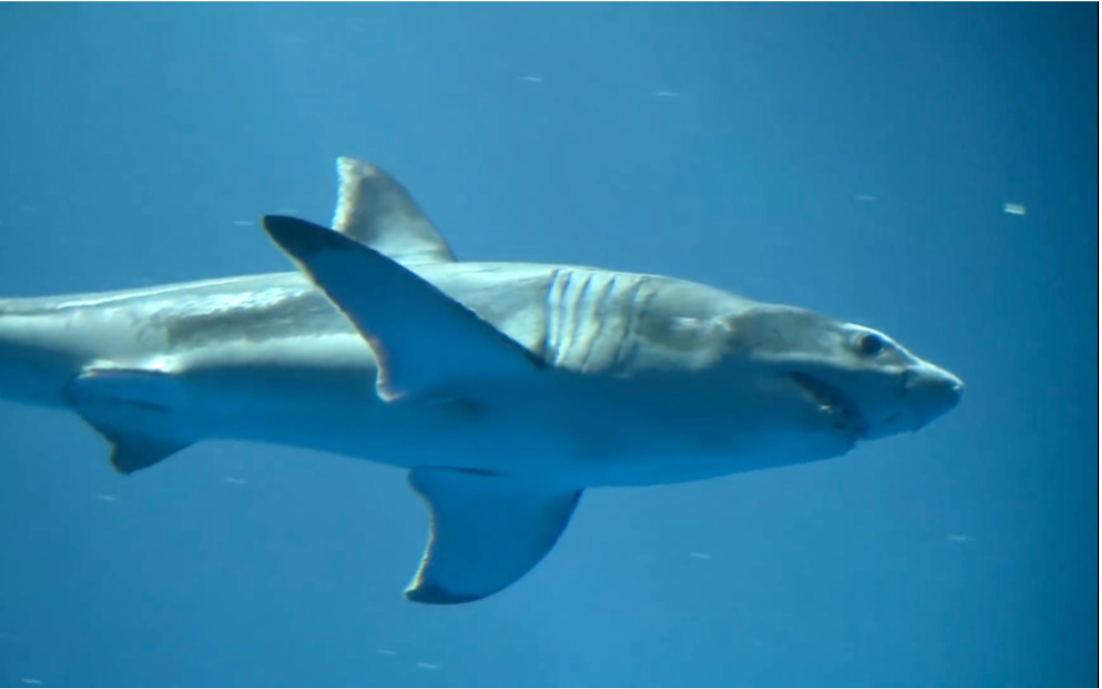 水族馆饲养的幼年大白鲨