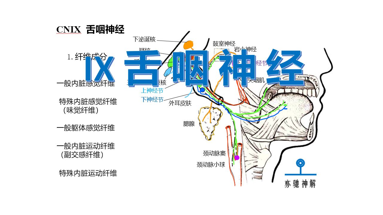 神经解剖学:IX脑神经舌咽神经哔哩哔哩bilibili