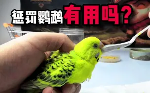 Tải video: 惩罚鹦鹉为什么不起作用，聪明的他们真会记仇