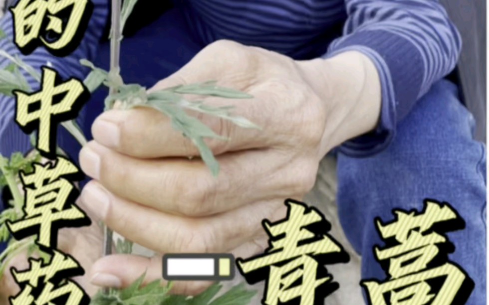 [图]和赤脚老中医一起深山探百草，可以当预报的中草药来了