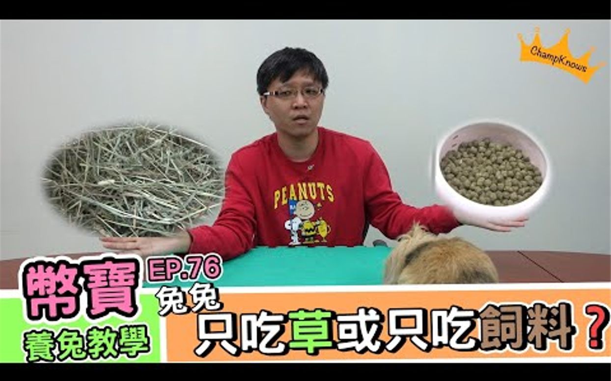 兔子可以只吃草或只吃饲料吗? |币宝养兔教学系列 EP 76|ChamKnows【冠军知道】#兔兔 #草 #饲料哔哩哔哩bilibili