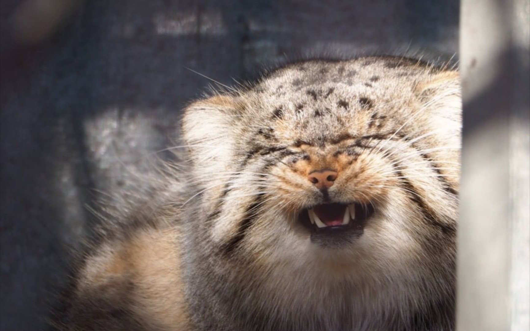 正在睡觉的胖兔狲发现它的窝里来了一只猞猁,整个狲都不困了.