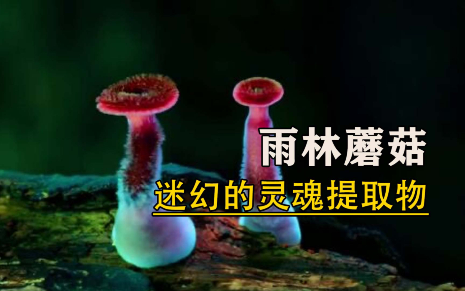 [图]雨林蘑菇你见过吗？非常哇塞的蘑菇