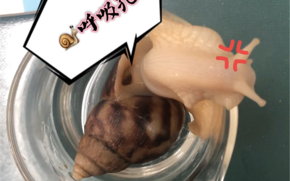 我爱学习之蜗牛的呼吸孔