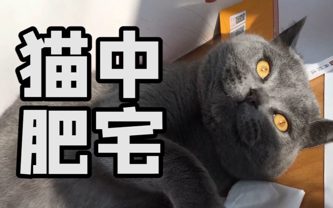 猫中肥宅英短猫哔哩哔哩bilibili