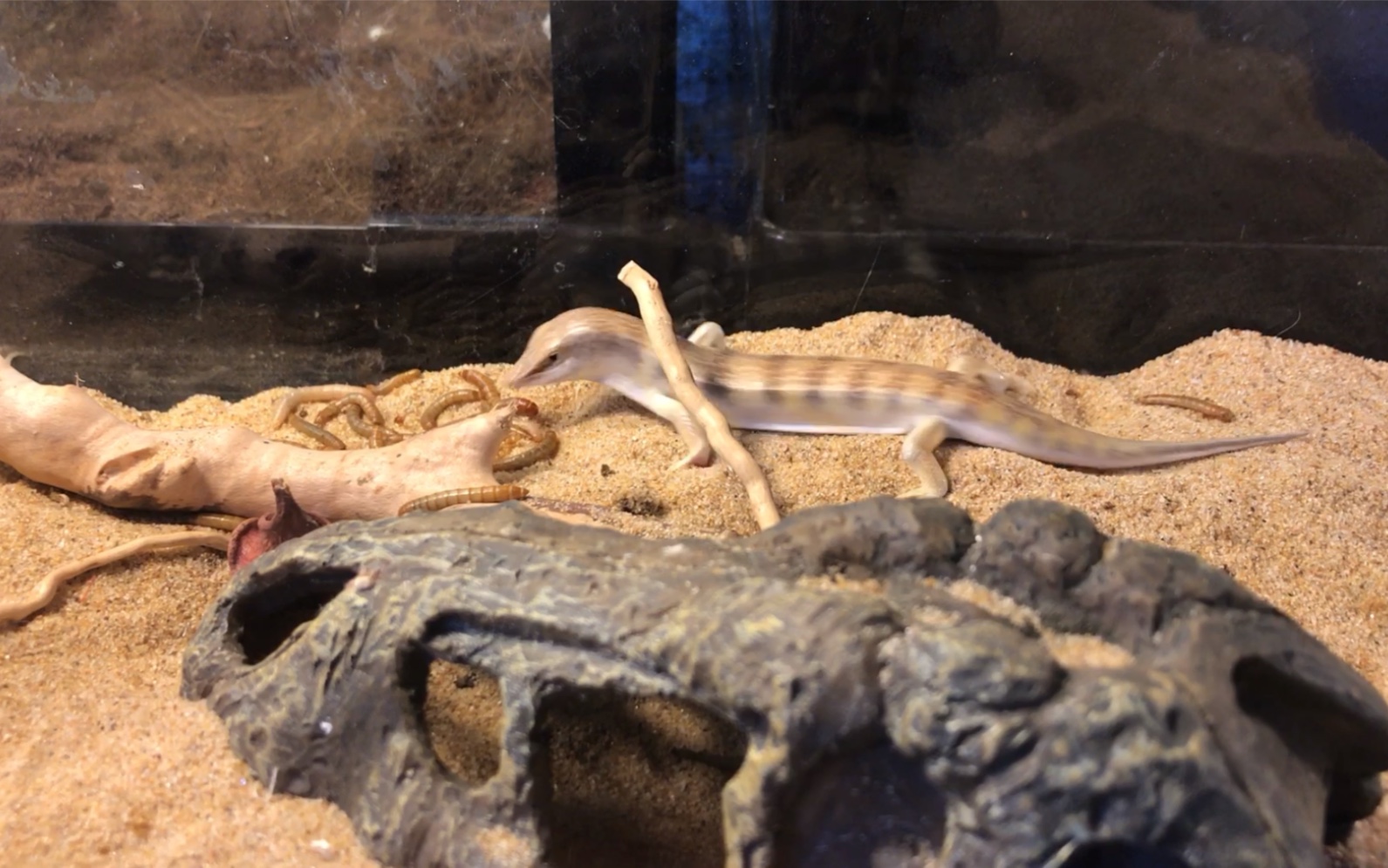 【日常喂食】砂鱼蜥喂食_哔哩哔哩 (゜-゜)つロ 干杯~-bilibili