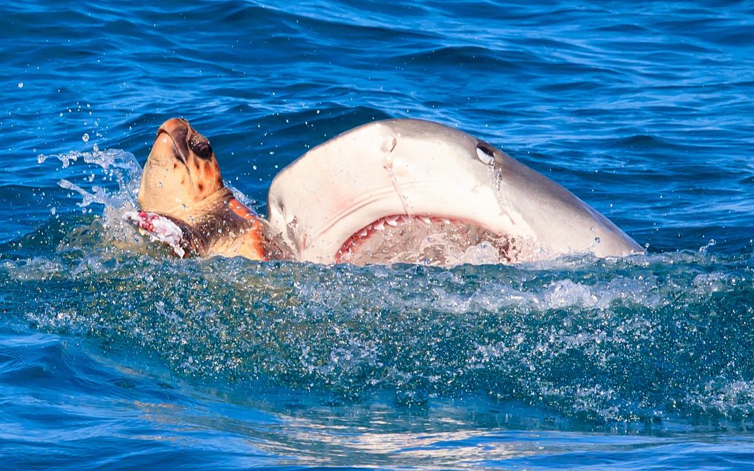 居氏鼬鲨(虎鲨)和海龟的自然战场