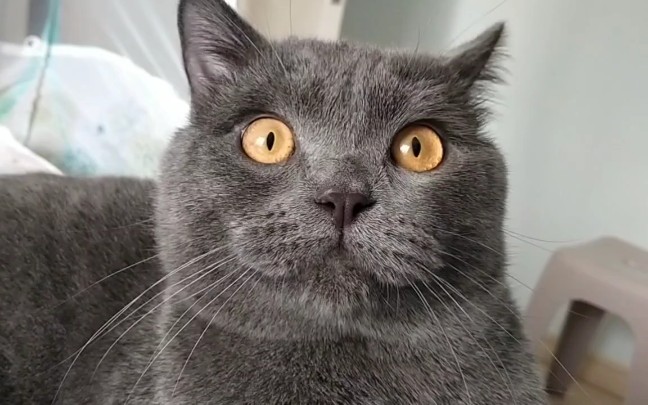 【英短蓝猫】别猫脸越来越圆,你脸越来越方