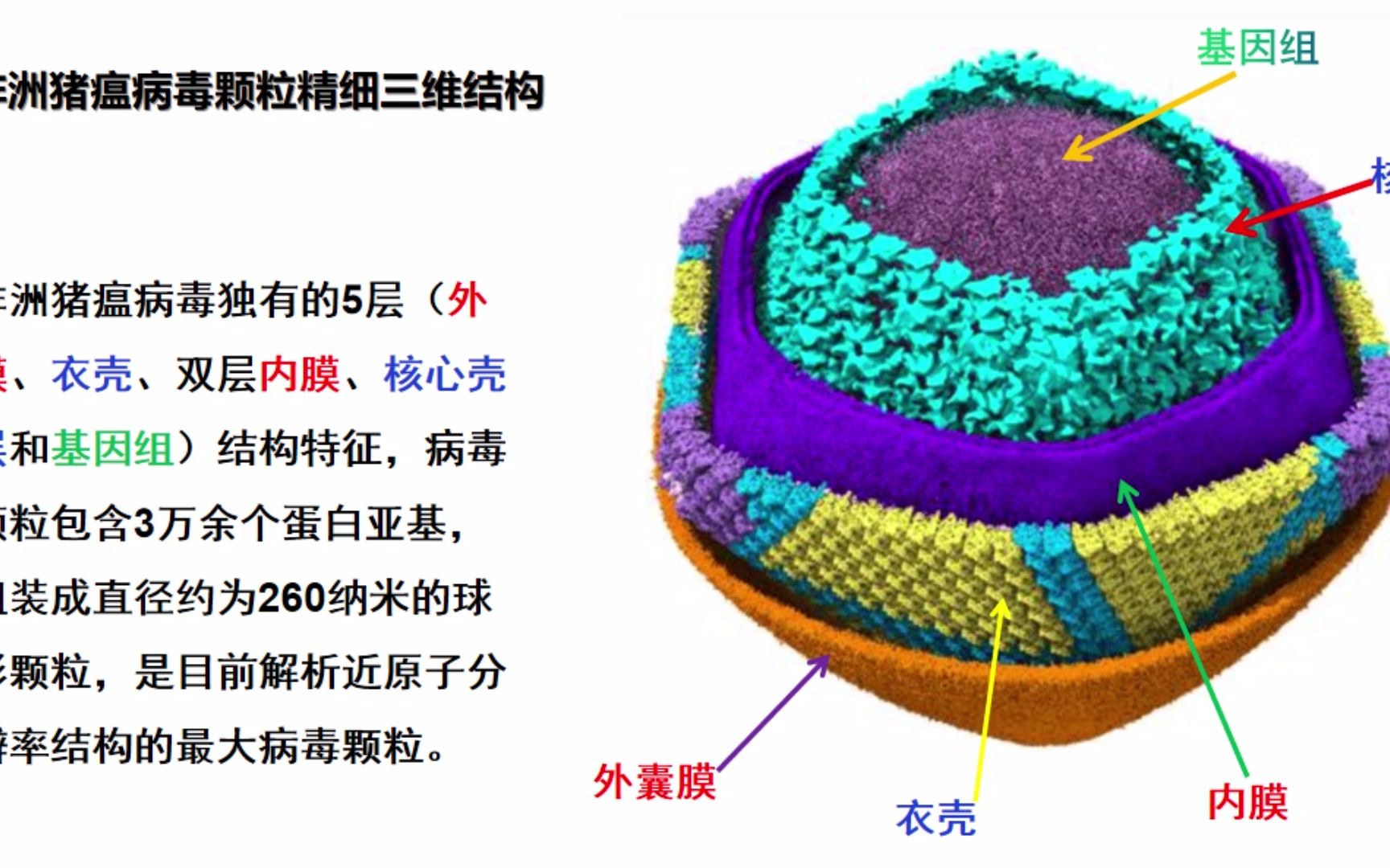 非洲猪瘟病毒简介.了解病毒特点,更好预防非瘟.中医预防阻断非瘟.哔哩哔哩bilibili