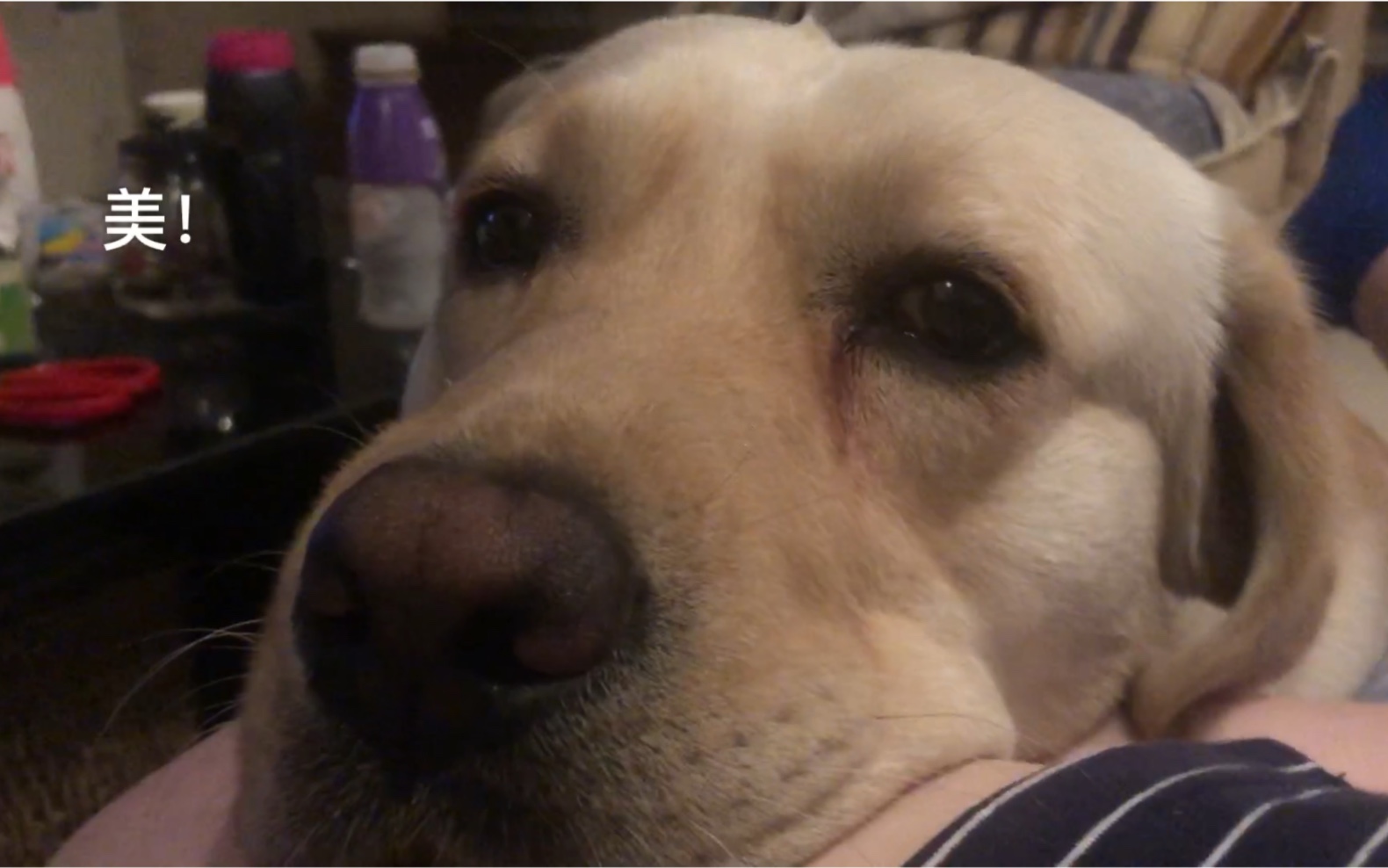 做完绝育后有点暗自神伤