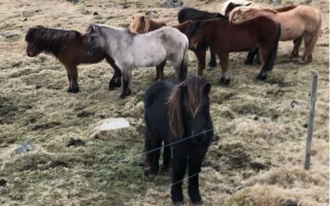 [图]iceland horse