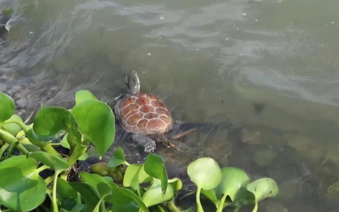 西太湖放生了一只养了好多年的中华草龟