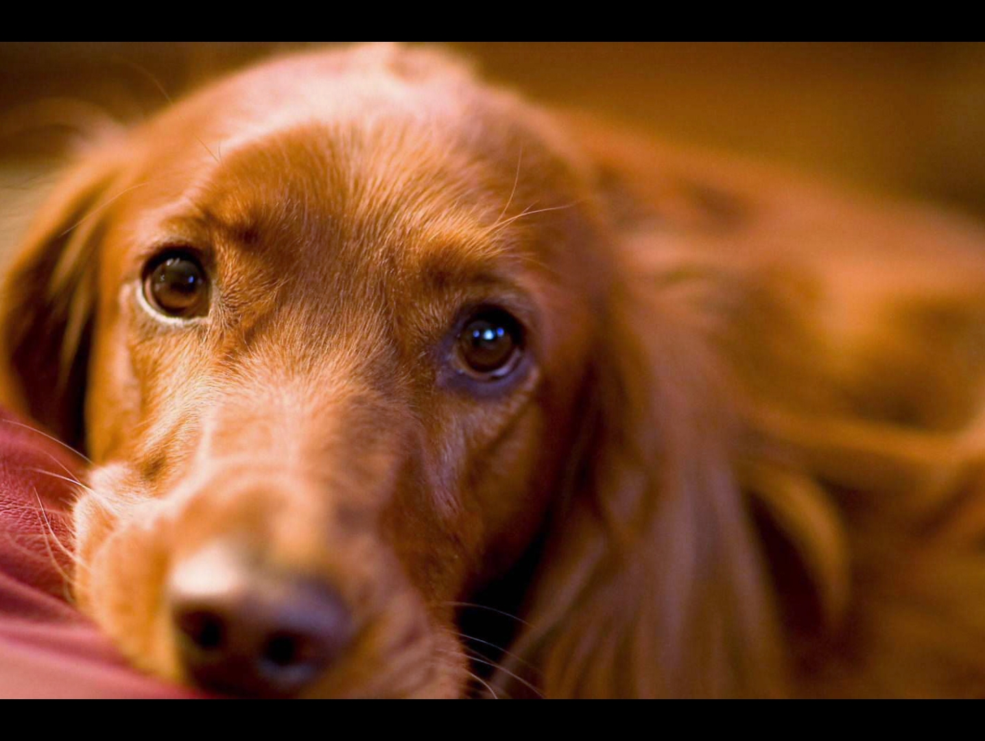 夏日狗狗摸鱼-12