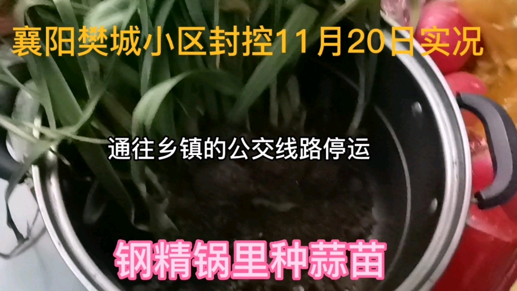 襄阳樊城小区封控11月20日实况,通往乡镇公交线路停运,我开始种菜,钢精锅里种蒜苗哔哩哔哩bilibili