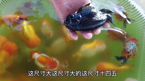 来魏大爷的鱼菜共生大棚 看好鱼吃无公害蔬菜 最爱这种精品泰寿 哔哩哔哩