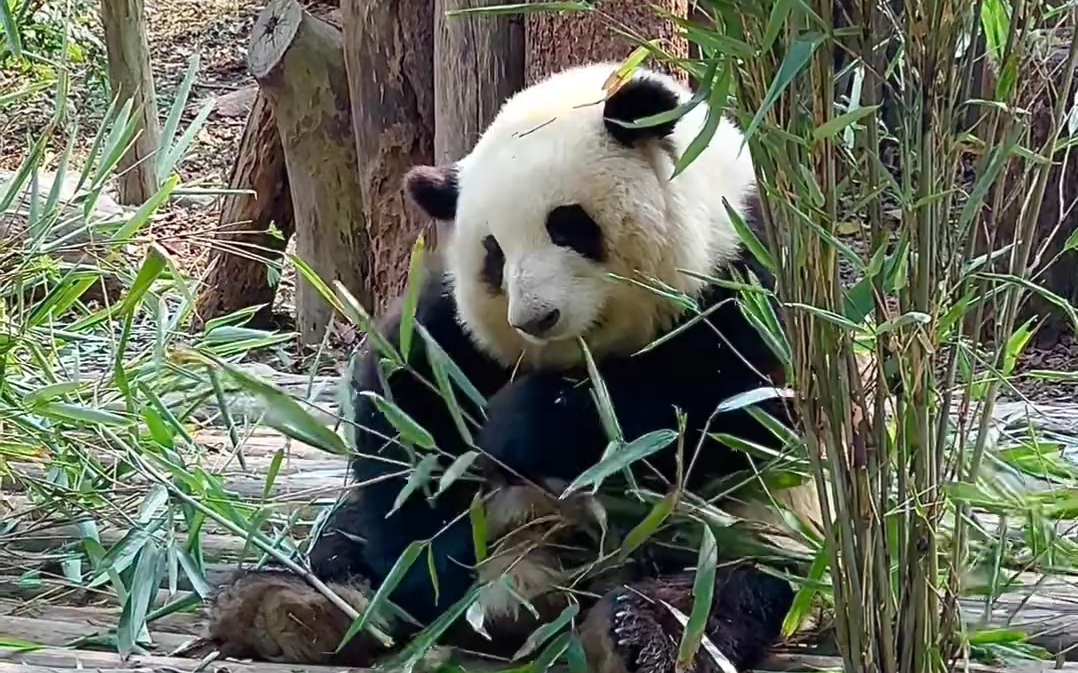 [图]【大熊猫和花】花花吃着竹叶，对粉丝的呼喊习以为常